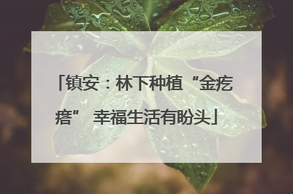 镇安：林下种植“金疙瘩” 幸福生活有盼头